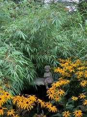 Fargesia rufa - Ansicht 8